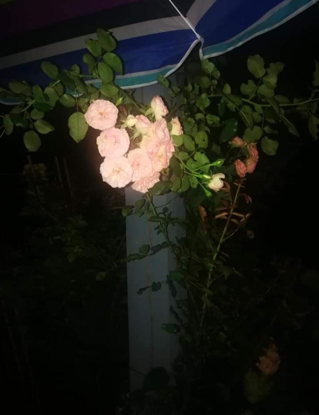 Dobilas Ir Jura Palanga Exteriér fotografie
